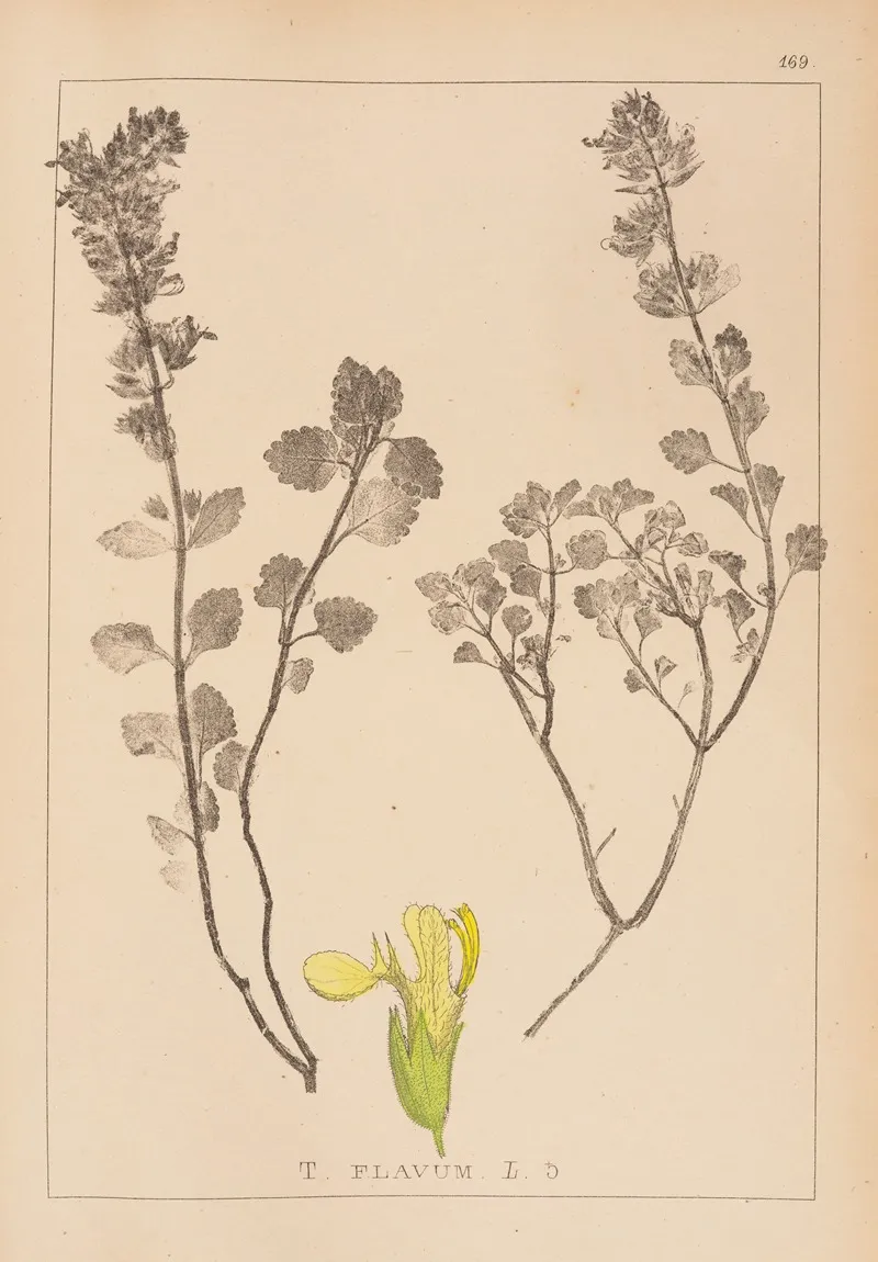 Herbier De La Flore Francaise Pl 0909 Wall Art by Louis Antoine Cusin - High-Resolution Digital Print