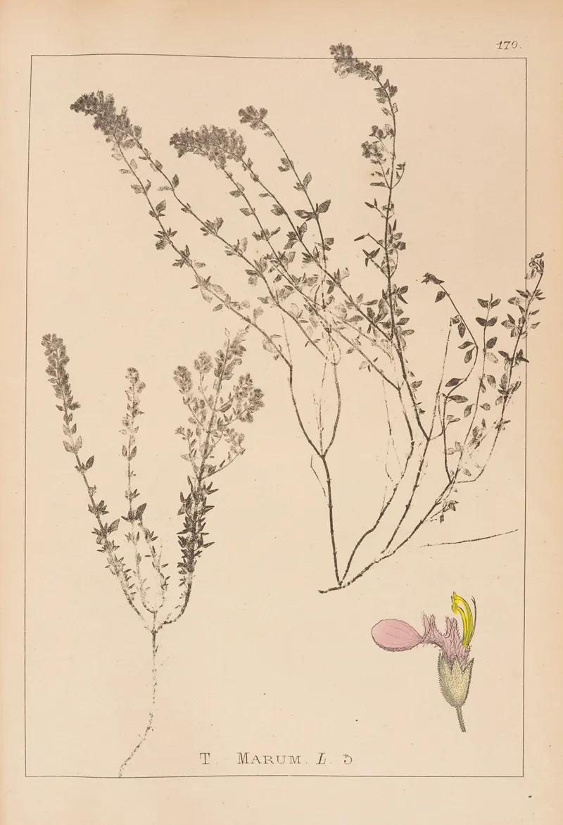 Herbier De La Flore Francaise Pl 0910 Wall Art by Louis Antoine Cusin - High-Resolution Digital Print