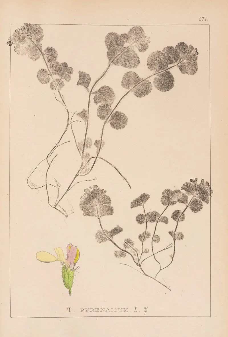 Herbier De La Flore Francaise Pl 0911 Wall Art by Louis Antoine Cusin - High-Resolution Digital Print