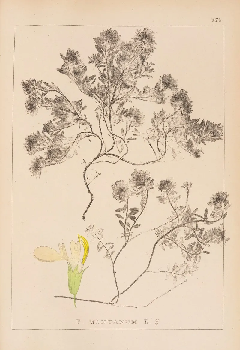 Herbier De La Flore Francaise Pl 0912 Wall Art by Louis Antoine Cusin - High-Resolution Digital Print