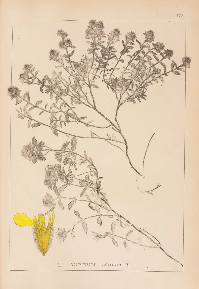 Herbier De La Flore Francaise Pl 0913 Wall Art by Louis Antoine Cusin - High-Resolution Digital Print