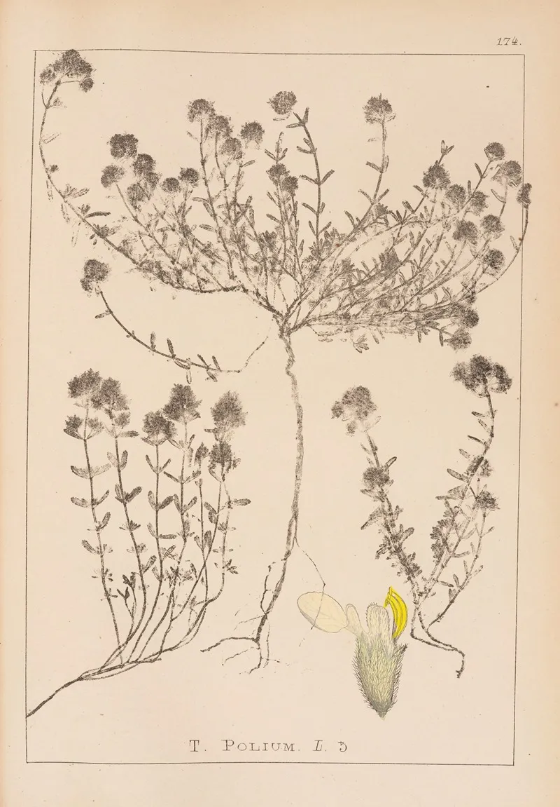 Herbier De La Flore Francaise Pl 0914 Wall Art by Louis Antoine Cusin - High-Resolution Digital Print