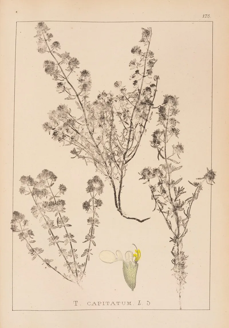 Herbier De La Flore Francaise Pl 0915 Wall Art by Louis Antoine Cusin - High-Resolution Digital Print