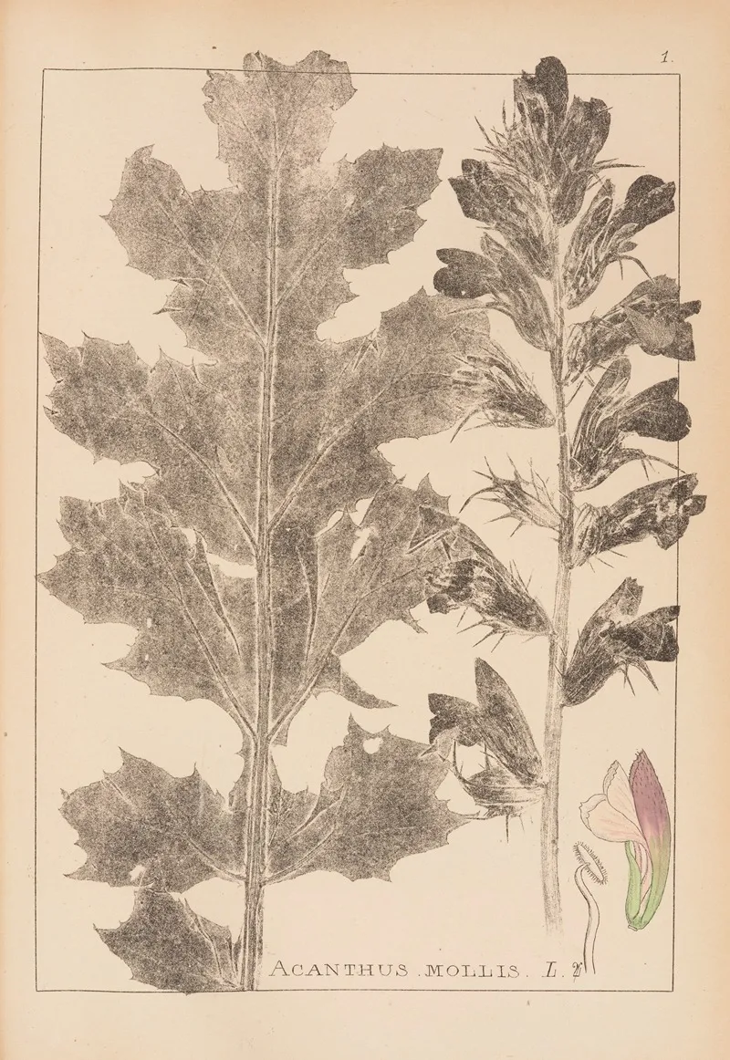 Herbier De La Flore Francaise Pl 0916 Wall Art by Louis Antoine Cusin - High-Resolution Digital Print