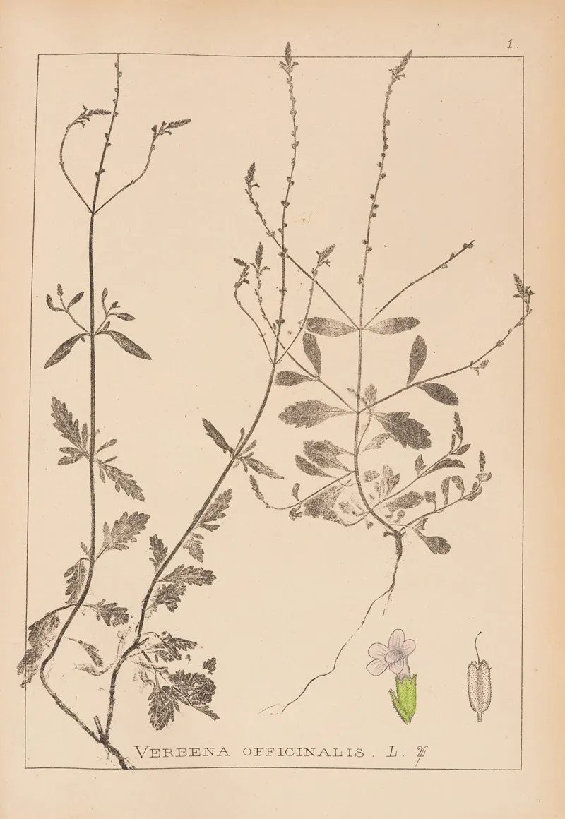 Herbier De La Flore Francaise Pl 0917 Wall Art by Louis Antoine Cusin - High-Resolution Digital Print