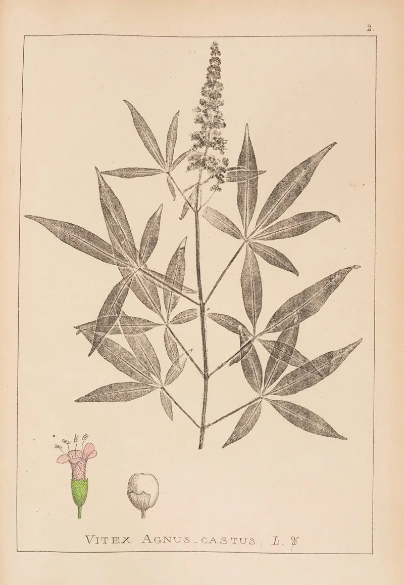 Herbier De La Flore Francaise Pl 0918 Wall Art by Louis Antoine Cusin - High-Resolution Digital Print