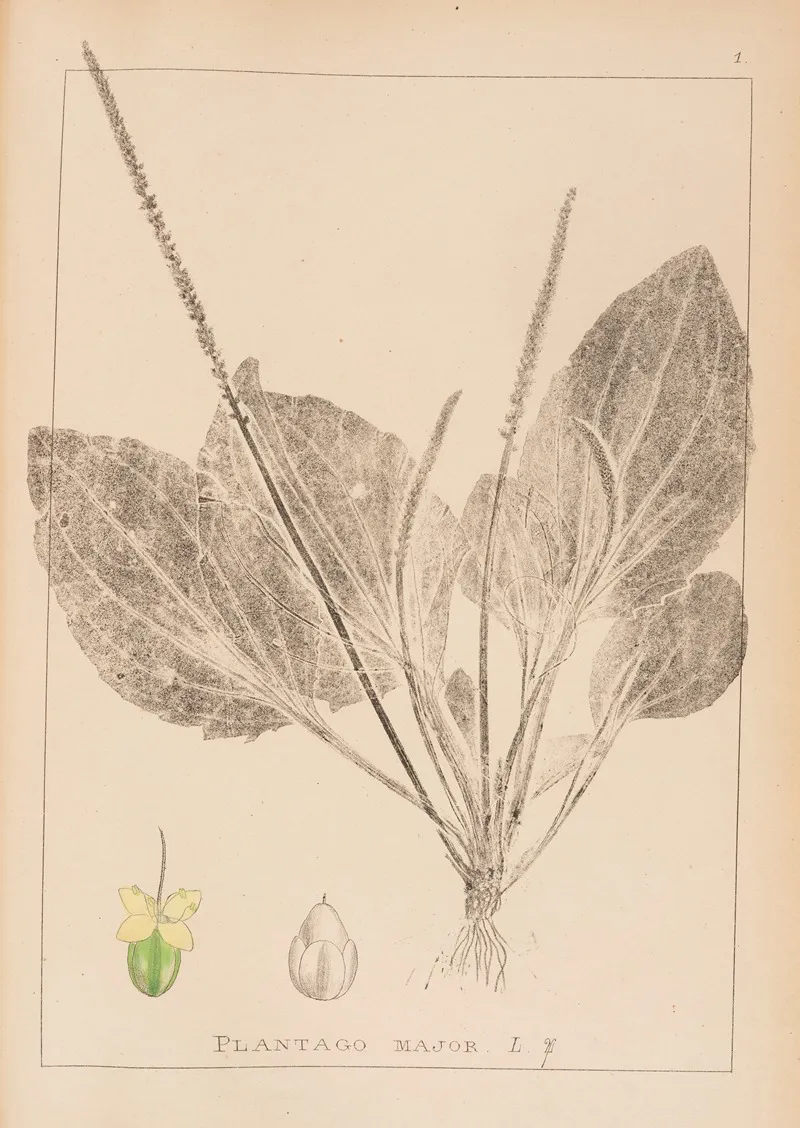 Herbier De La Flore Francaise Pl 0919 Wall Art by Louis Antoine Cusin - High-Resolution Digital Print