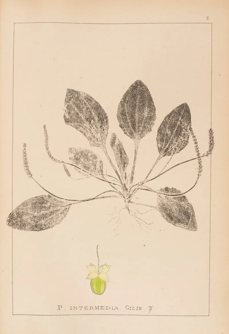 Herbier De La Flore Francaise Pl 0920 Wall Art by Louis Antoine Cusin - High-Resolution Digital Print
