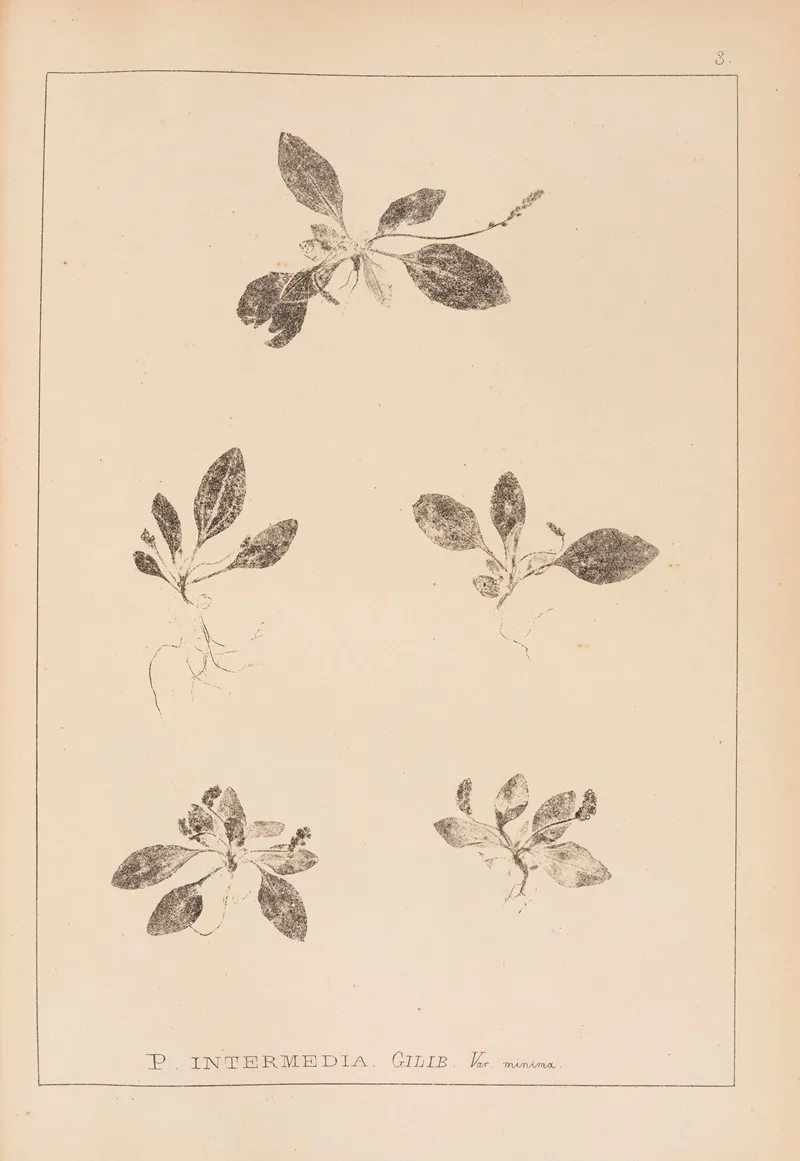 Herbier De La Flore Francaise Pl 0921 Wall Art by Louis Antoine Cusin - High-Resolution Digital Print
