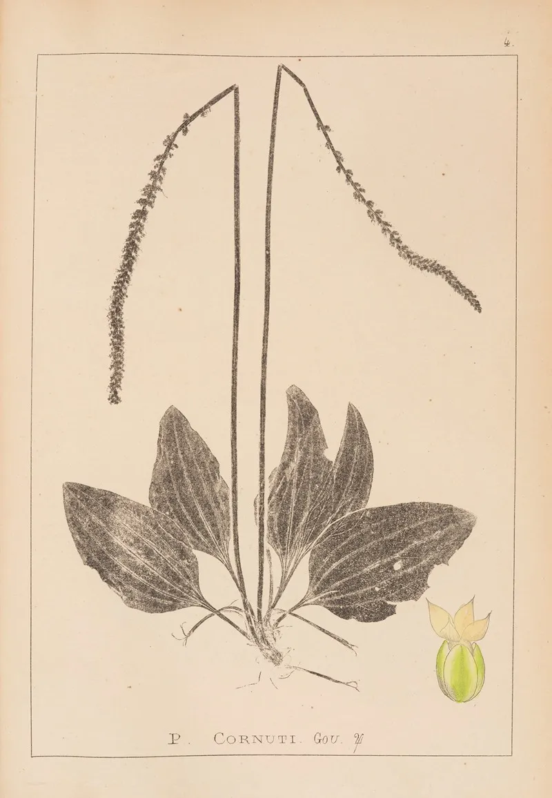 Herbier De La Flore Francaise Pl 0922 Wall Art by Louis Antoine Cusin - High-Resolution Digital Print