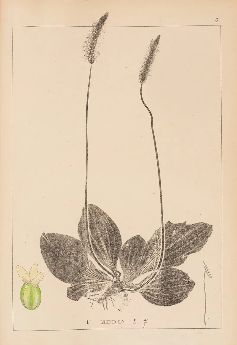 Herbier De La Flore Francaise Pl 0923 Wall Art by Louis Antoine Cusin - High-Resolution Digital Print