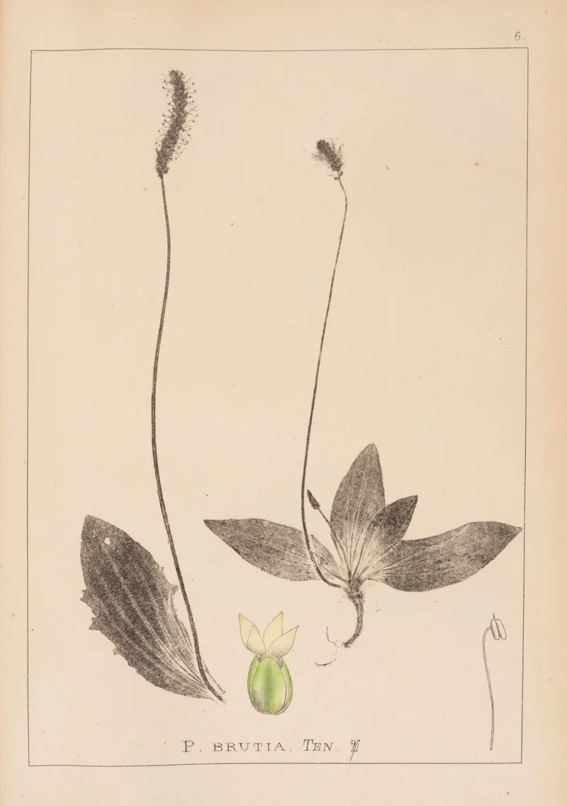 Herbier De La Flore Francaise Pl 0924 Wall Art by Louis Antoine Cusin - High-Resolution Digital Print