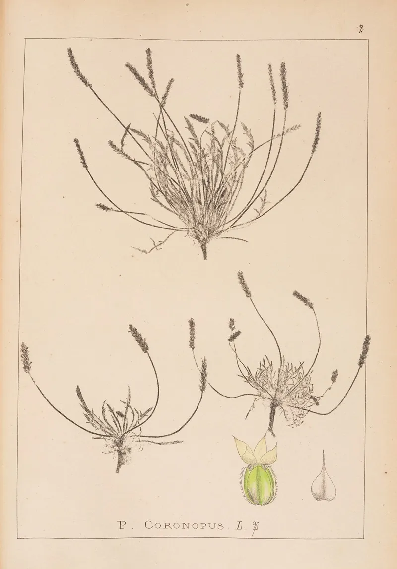 Herbier De La Flore Francaise Pl 0925 Wall Art by Louis Antoine Cusin - High-Resolution Digital Print