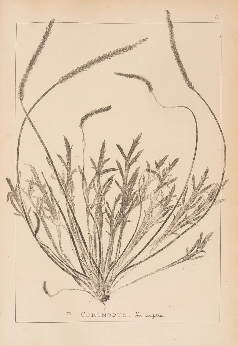 Herbier De La Flore Francaise Pl 0926 Wall Art by Louis Antoine Cusin - High-Resolution Digital Print