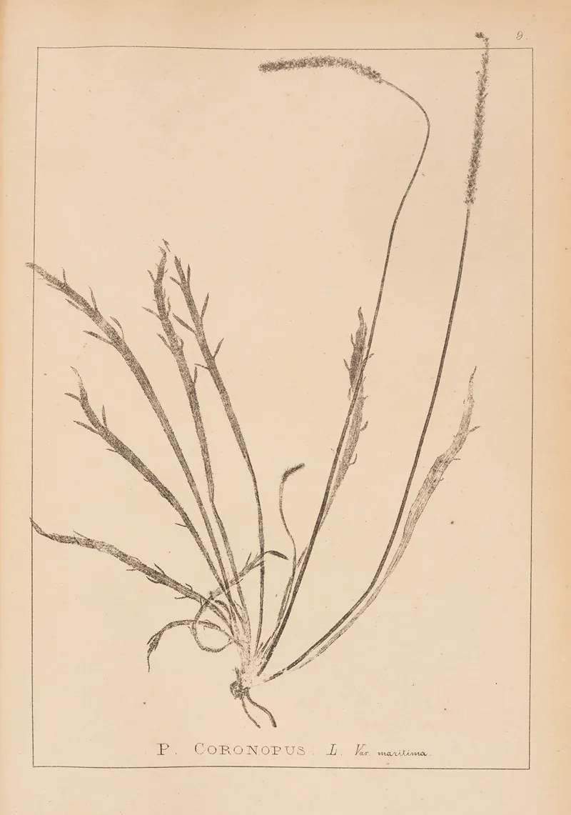 Herbier De La Flore Francaise Pl 0927 Wall Art by Louis Antoine Cusin - High-Resolution Digital Print