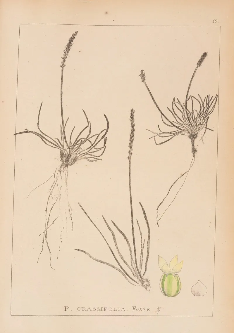 Herbier De La Flore Francaise Pl 0928 Wall Art by Louis Antoine Cusin - High-Resolution Digital Print