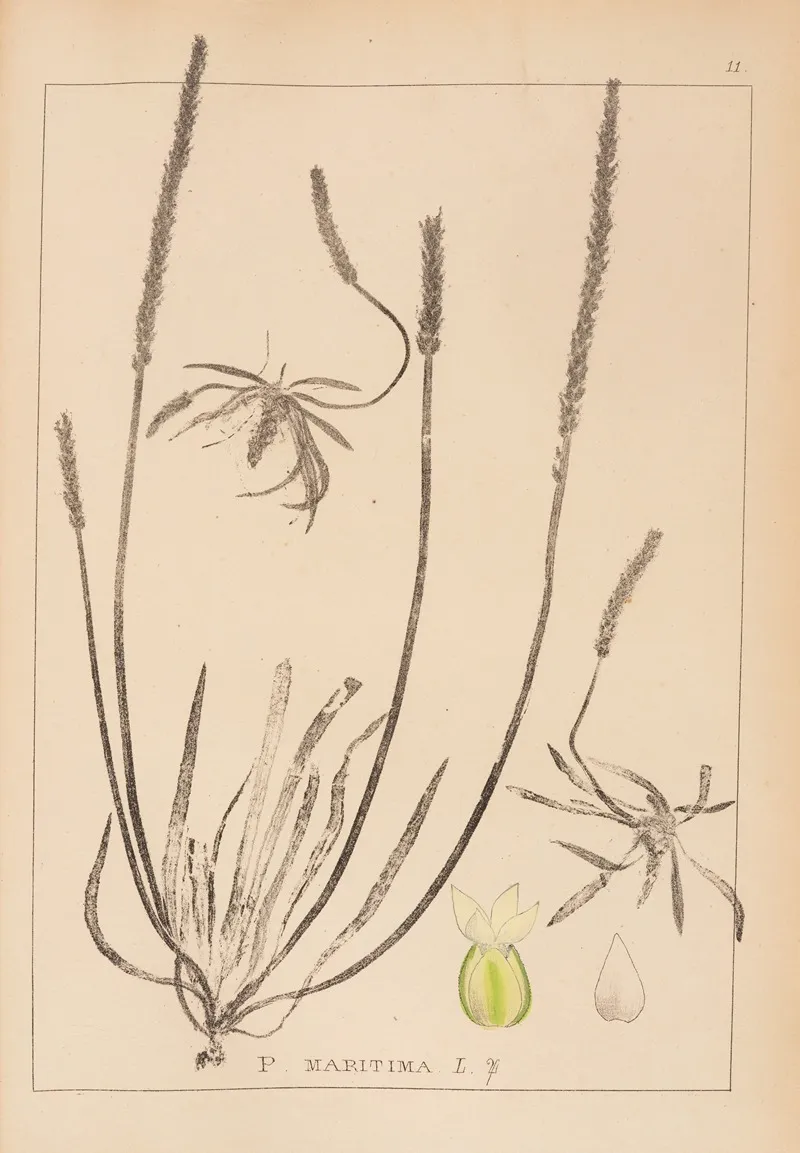 Herbier De La Flore Francaise Pl 0929 Wall Art by Louis Antoine Cusin - High-Resolution Digital Print