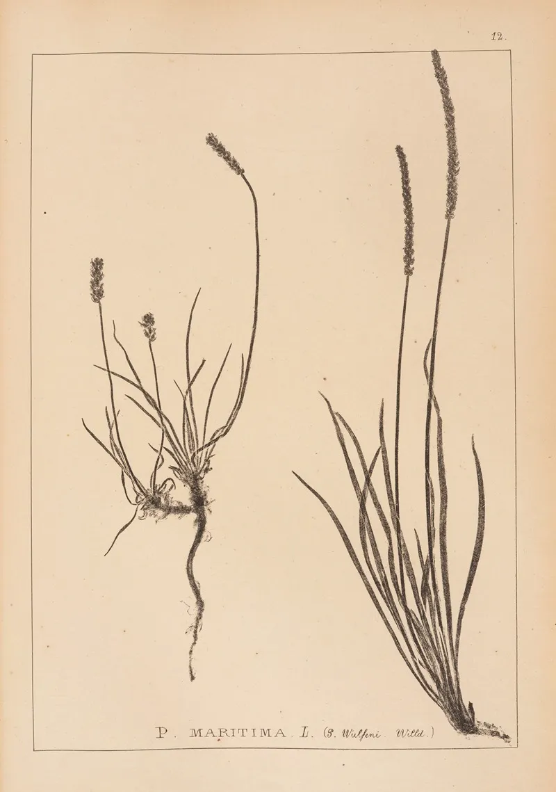 Herbier De La Flore Francaise Pl 0930 Wall Art by Louis Antoine Cusin - High-Resolution Digital Print