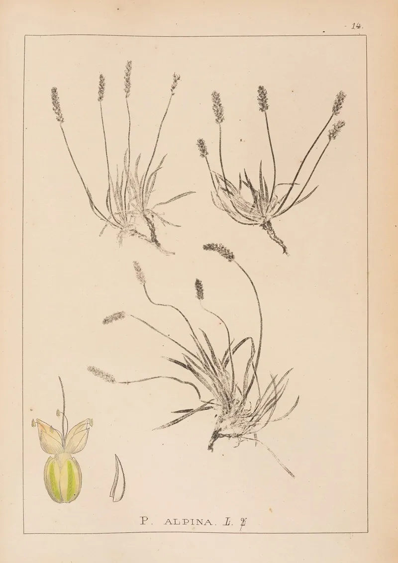 Herbier De La Flore Francaise Pl 0932 Wall Art by Louis Antoine Cusin - High-Resolution Digital Print