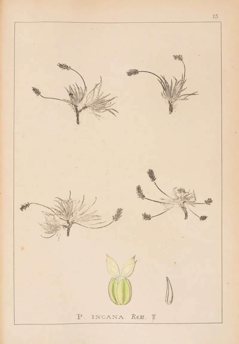 Herbier De La Flore Francaise Pl 0933 Wall Art by Louis Antoine Cusin - High-Resolution Digital Print
