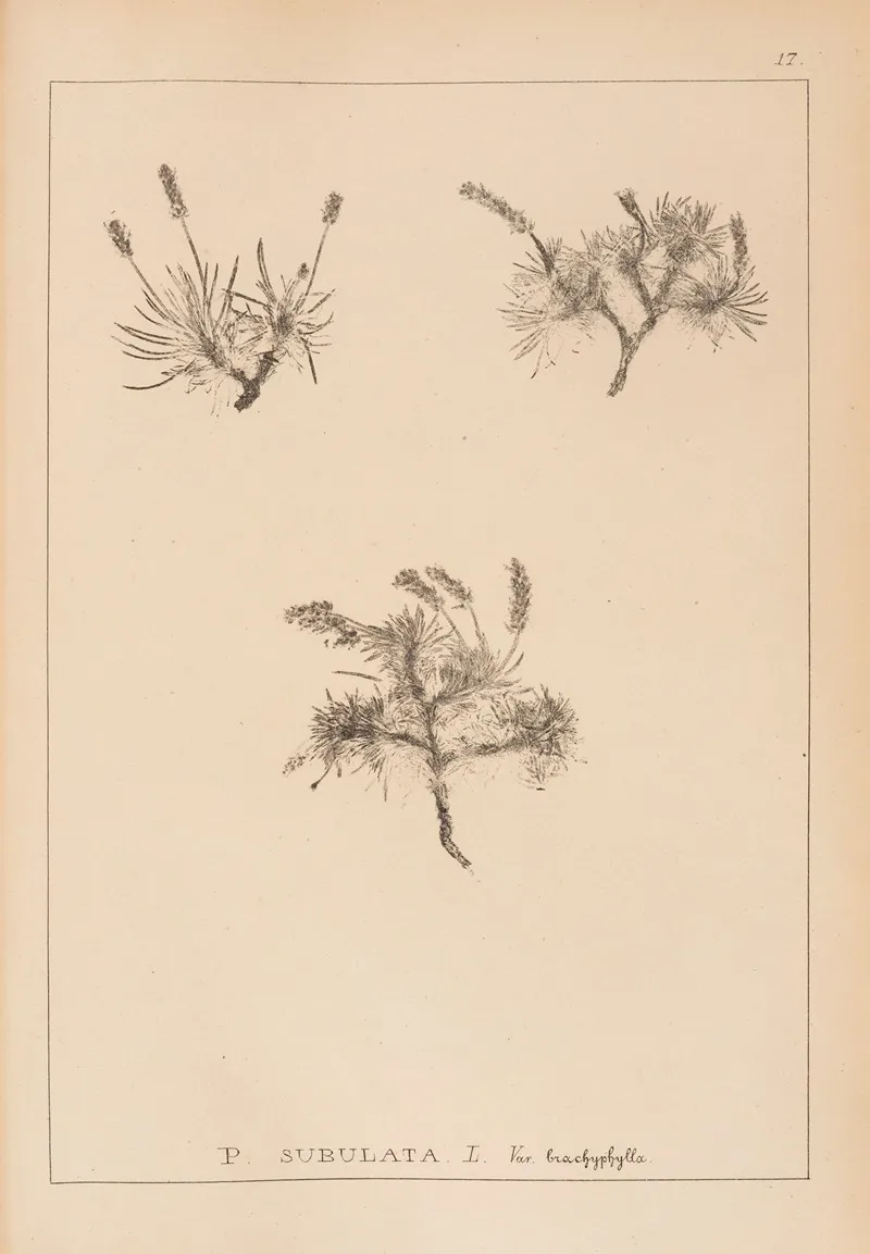 Herbier De La Flore Francaise Pl 0935 Wall Art by Louis Antoine Cusin - High-Resolution Digital Print