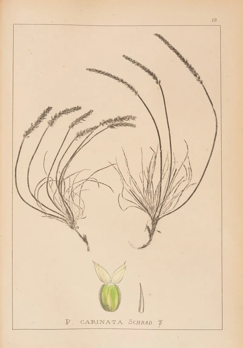 Herbier De La Flore Francaise Pl 0936 Wall Art by Louis Antoine Cusin - High-Resolution Digital Print