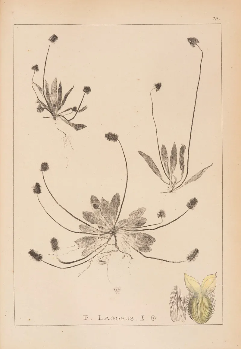 Herbier De La Flore Francaise Pl 0937 Wall Art by Louis Antoine Cusin - High-Resolution Digital Print