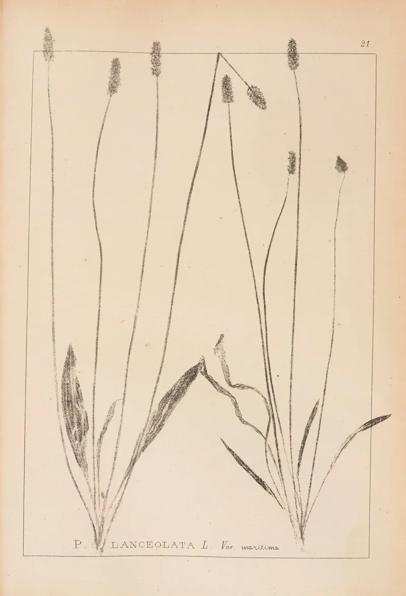 Herbier De La Flore Francaise Pl 0939 Wall Art by Louis Antoine Cusin - High-Resolution Digital Print