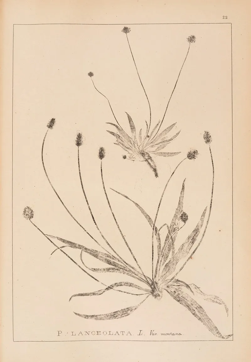 Herbier De La Flore Francaise Pl 0940 Wall Art by Louis Antoine Cusin - High-Resolution Digital Print