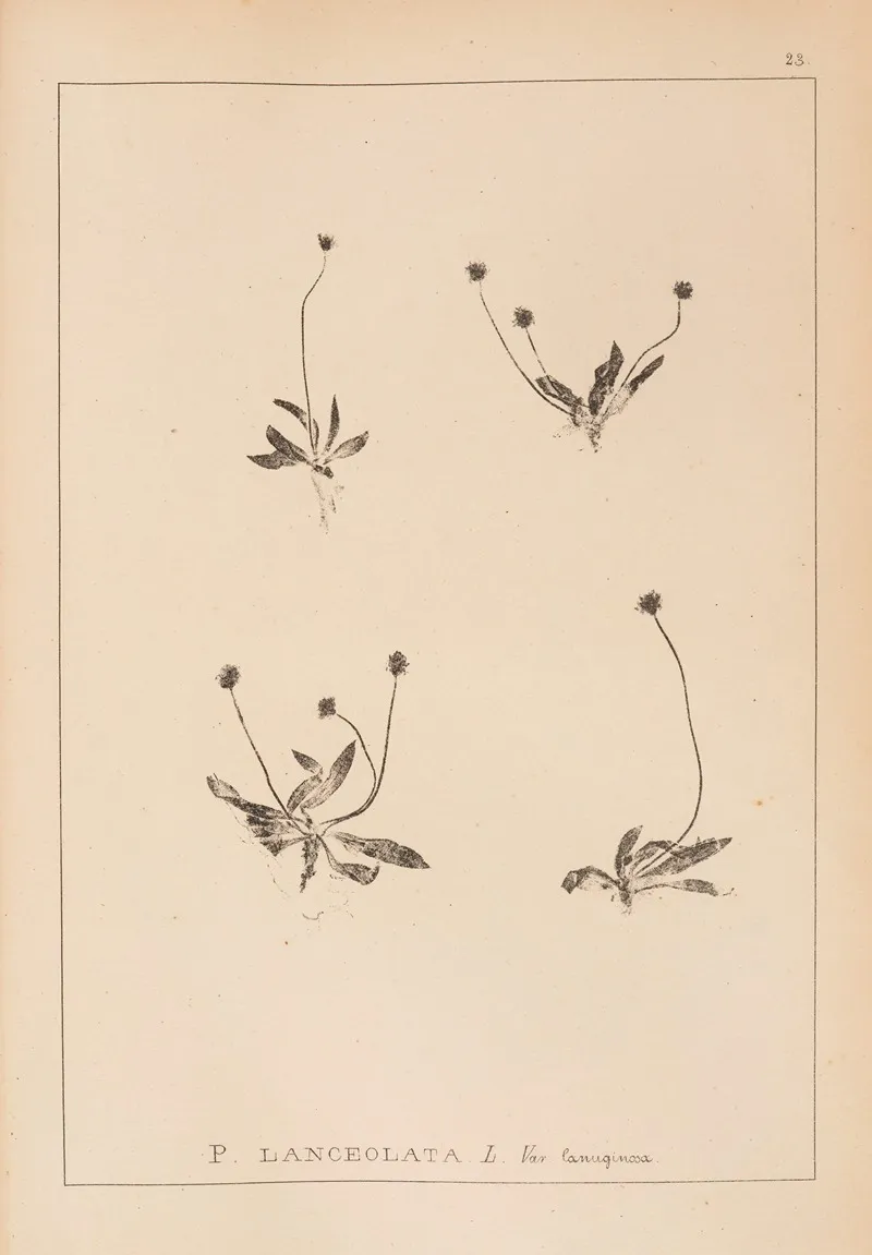 Herbier De La Flore Francaise Pl 0941 Wall Art by Louis Antoine Cusin - High-Resolution Digital Print