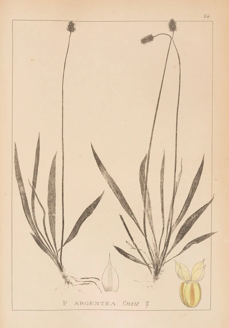 Herbier De La Flore Francaise Pl 0942 Wall Art by Louis Antoine Cusin - High-Resolution Digital Print