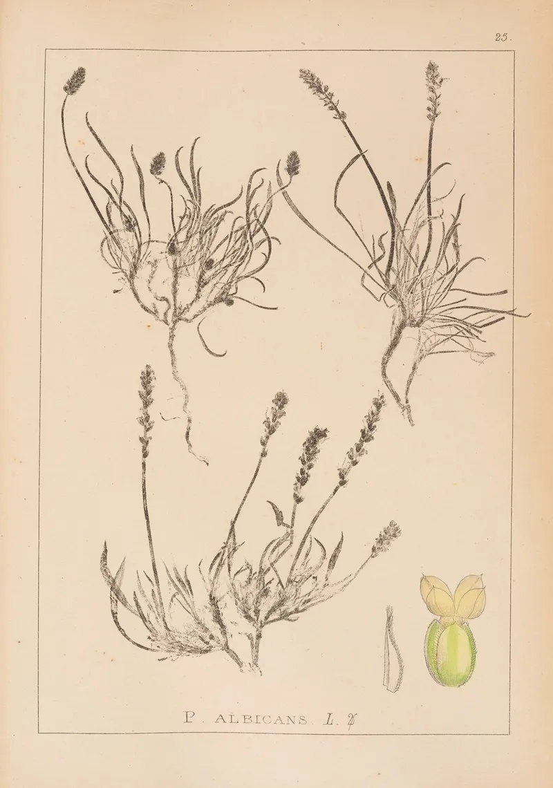 Herbier De La Flore Francaise Pl 0943 Wall Art by Louis Antoine Cusin - High-Resolution Digital Print