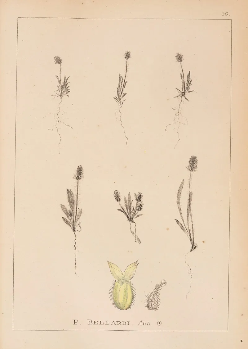 Herbier De La Flore Francaise Pl 0944 Wall Art by Louis Antoine Cusin - High-Resolution Digital Print