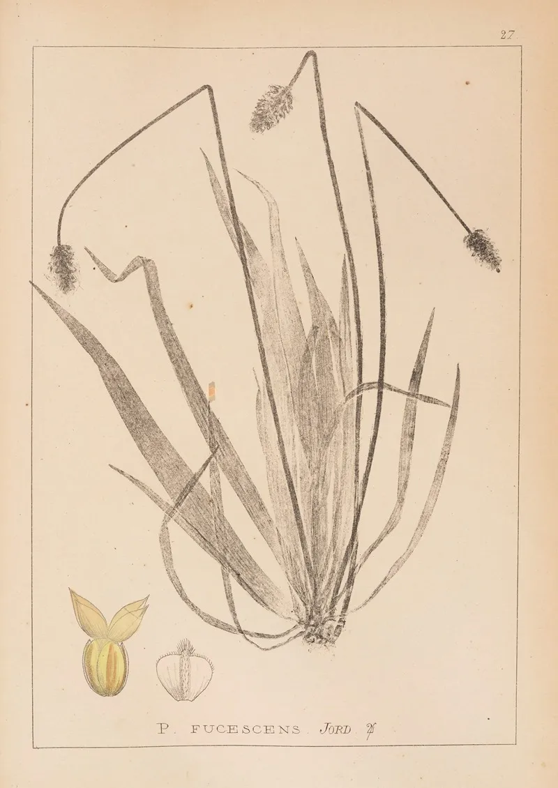 Herbier De La Flore Francaise Pl 0945 Wall Art by Louis Antoine Cusin - High-Resolution Digital Print