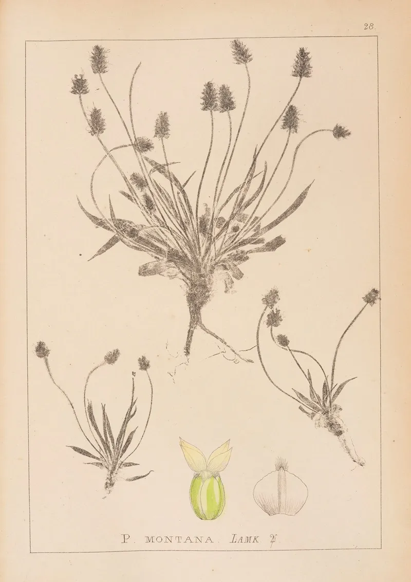 Herbier De La Flore Francaise Pl 0946 Wall Art by Louis Antoine Cusin - High-Resolution Digital Print