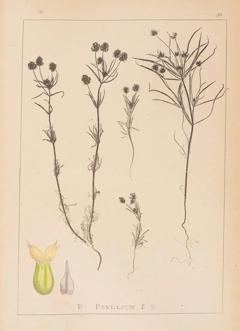 Herbier De La Flore Francaise Pl 0948 Wall Art by Louis Antoine Cusin - High-Resolution Digital Print