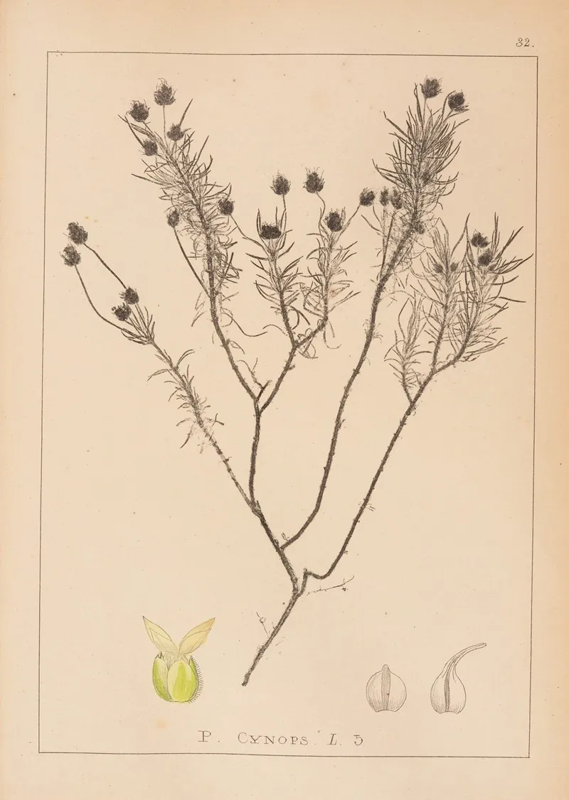 Herbier De La Flore Francaise Pl 0950 Wall Art by Louis Antoine Cusin - High-Resolution Digital Print