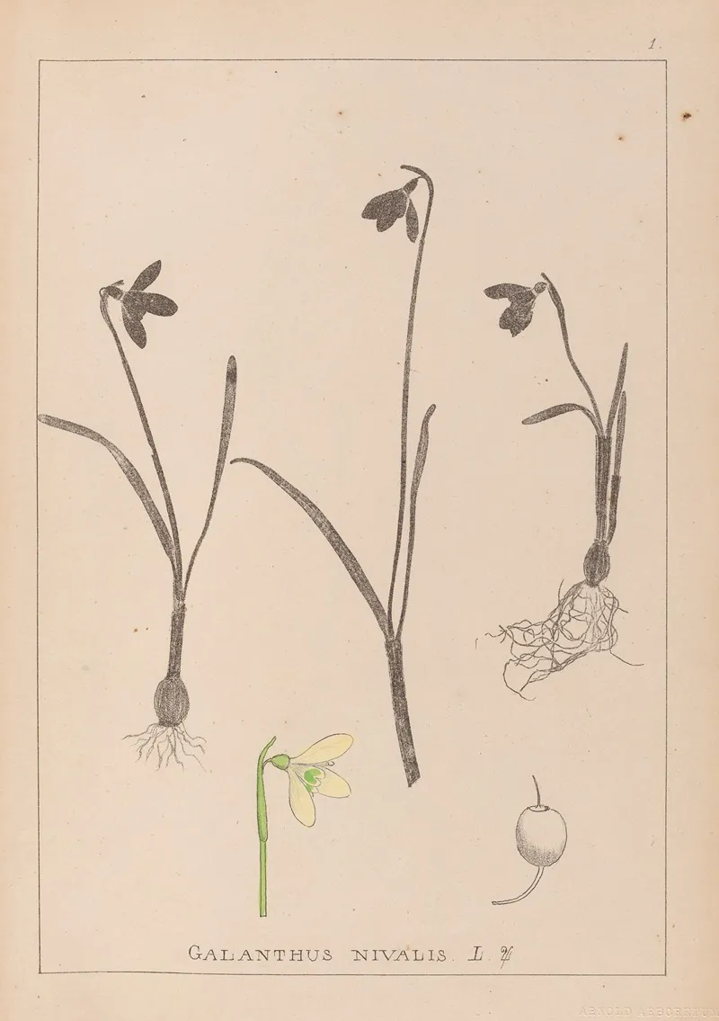 Herbier De La Flore Francaise Pl 0952 Wall Art by Louis Antoine Cusin - High-Resolution Digital Print