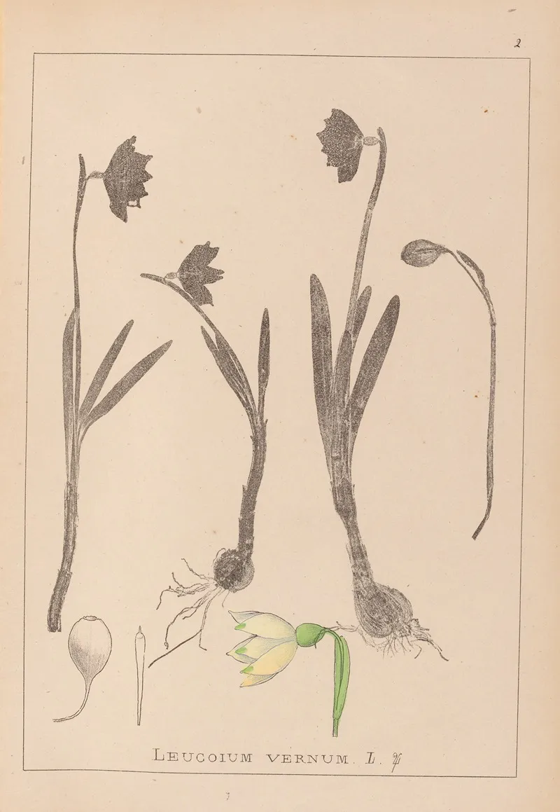 Herbier De La Flore Francaise Pl 0953 Wall Art by Louis Antoine Cusin - High-Resolution Digital Print