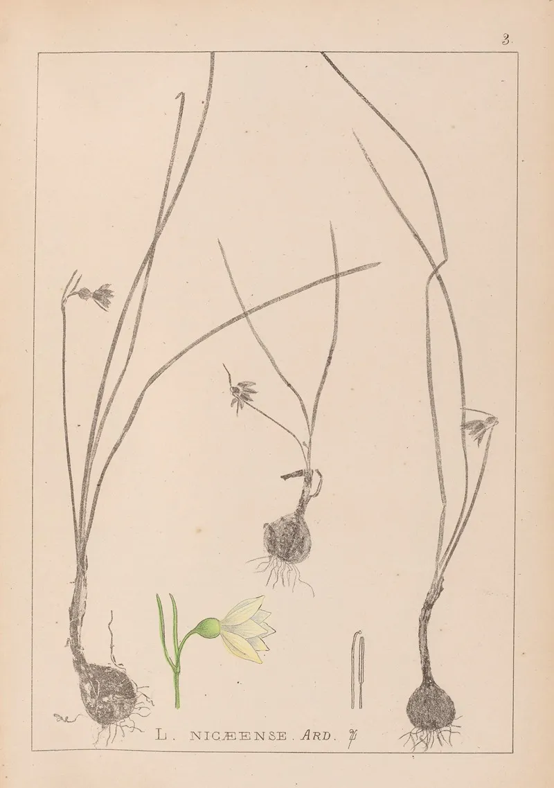 Herbier De La Flore Francaise Pl 0954 Wall Art by Louis Antoine Cusin - High-Resolution Digital Print