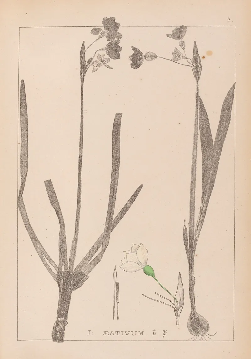 Herbier De La Flore Francaise Pl 0955 Wall Art by Louis Antoine Cusin - High-Resolution Digital Print