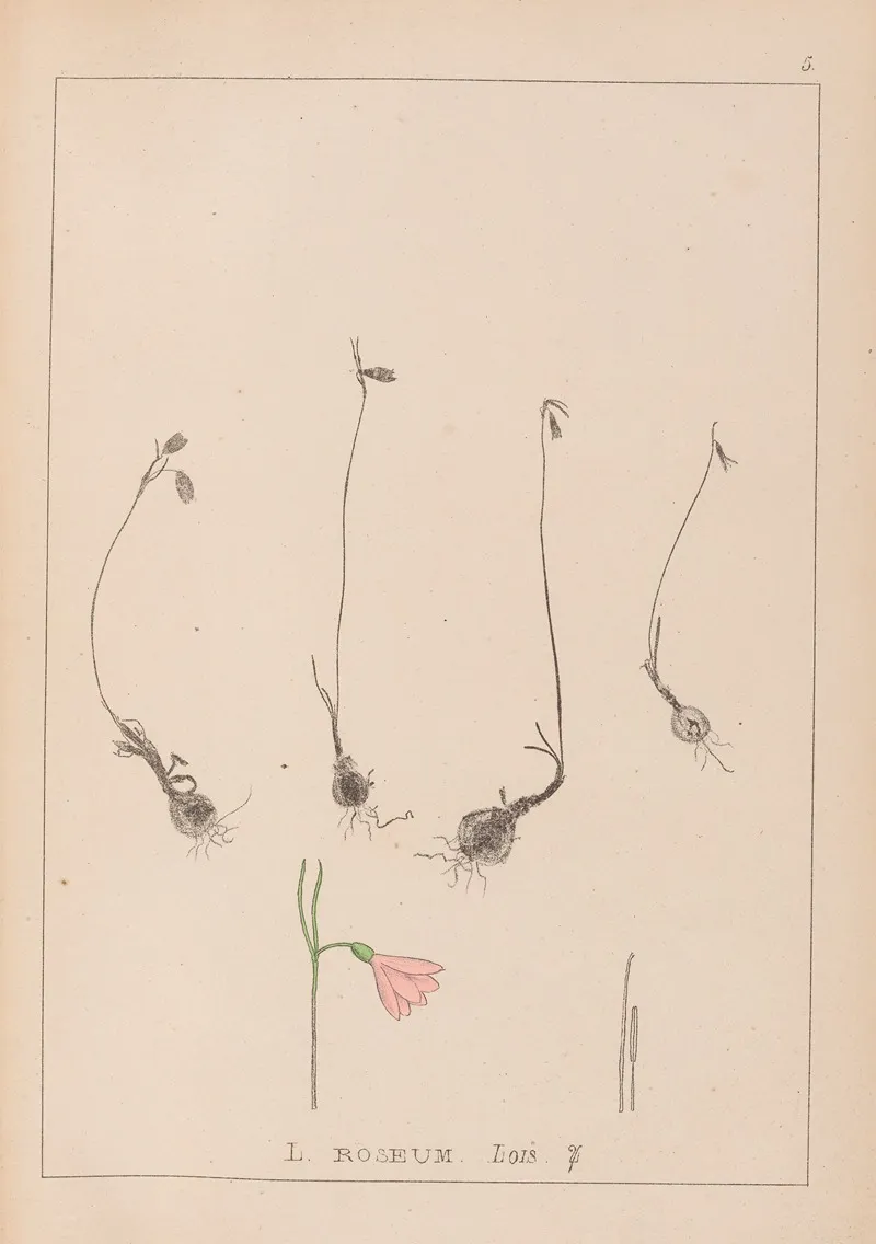 Herbier De La Flore Francaise Pl 0956 Wall Art by Louis Antoine Cusin - High-Resolution Digital Print