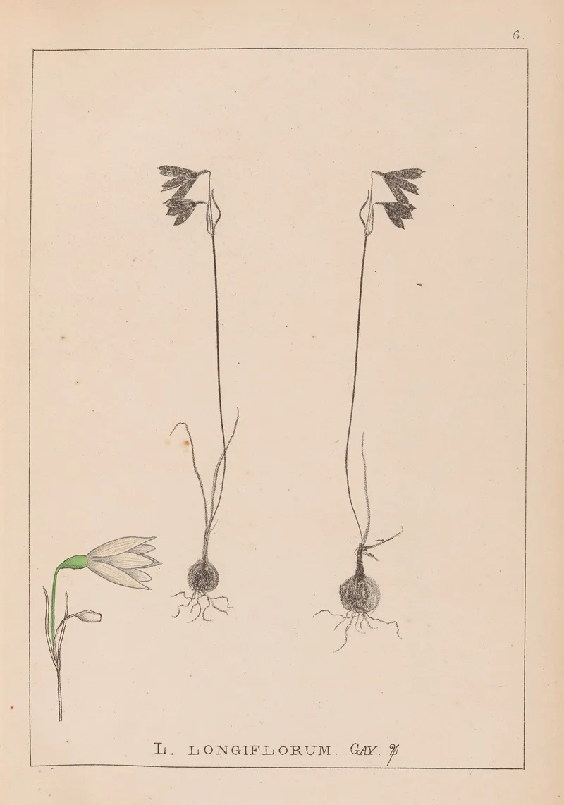 Herbier De La Flore Francaise Pl 0957 Wall Art by Louis Antoine Cusin - High-Resolution Digital Print