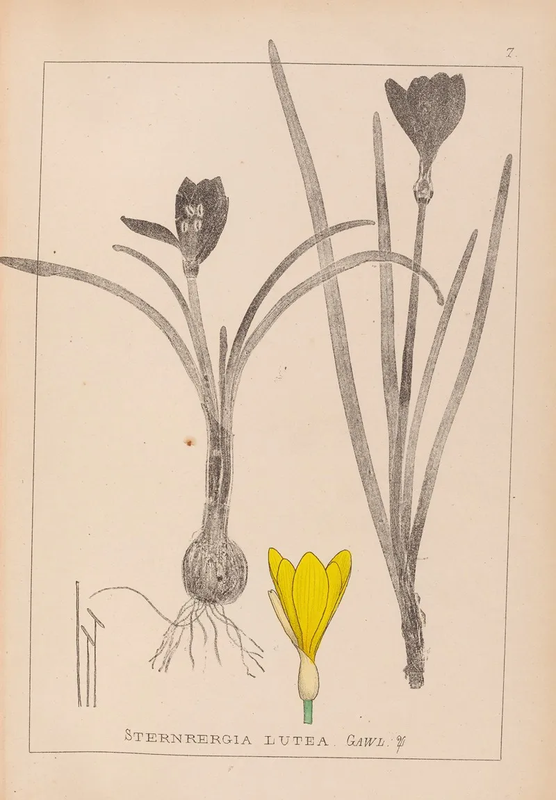 Herbier De La Flore Francaise Pl 0958 Wall Art by Louis Antoine Cusin - High-Resolution Digital Print