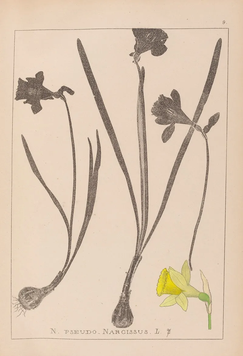 Herbier De La Flore Francaise Pl 0960 Wall Art by Louis Antoine Cusin - High-Resolution Digital Print