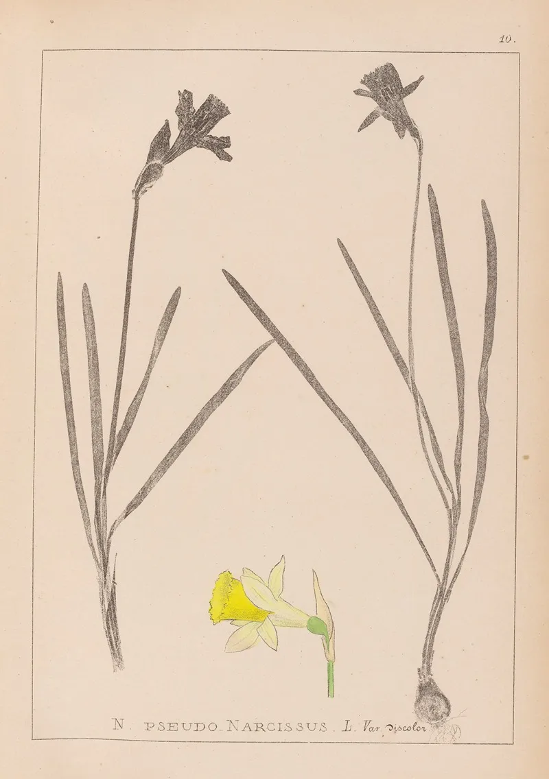 Herbier De La Flore Francaise Pl 0961 Wall Art by Louis Antoine Cusin - High-Resolution Digital Print
