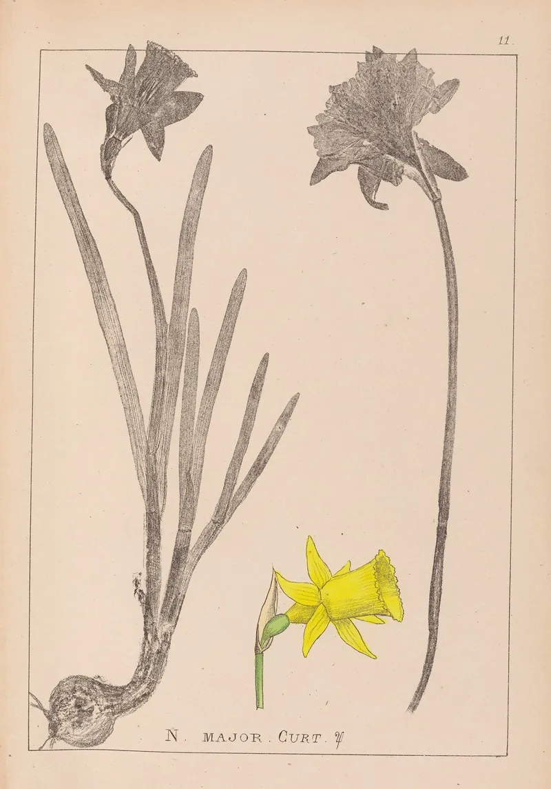 Herbier De La Flore Francaise Pl 0962 Wall Art by Louis Antoine Cusin - High-Resolution Digital Print