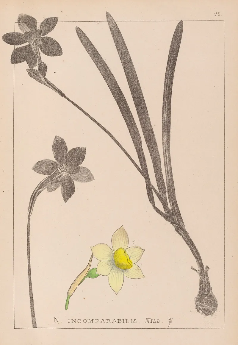 Herbier De La Flore Francaise Pl 0963 Wall Art by Louis Antoine Cusin - High-Resolution Digital Print