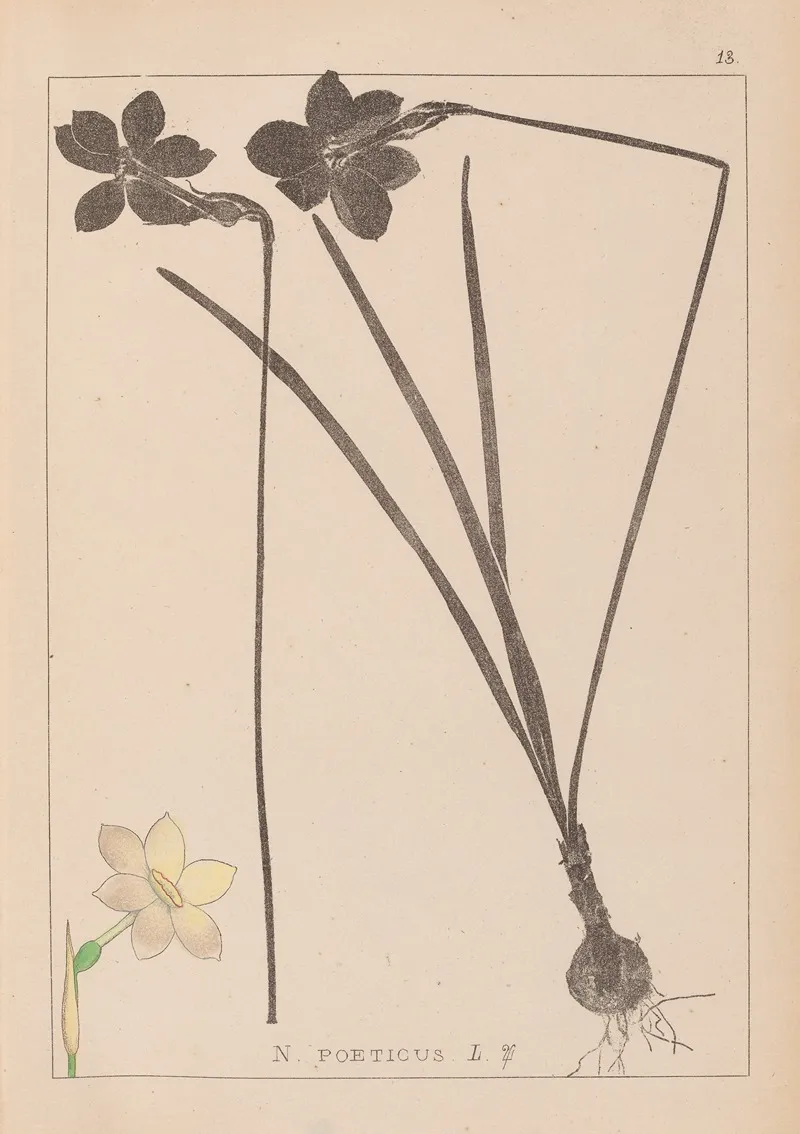 Herbier De La Flore Francaise Pl 0964 Wall Art by Louis Antoine Cusin - High-Resolution Digital Print