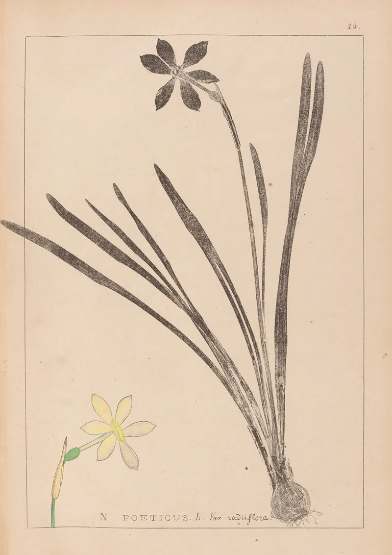Herbier De La Flore Francaise Pl 0965 Wall Art by Louis Antoine Cusin - High-Resolution Digital Print